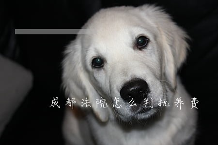 成都法院怎么判抚养费 成都法院怎么判抚养费