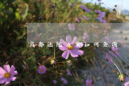 成都法院立案如何查询 成都法院立案如何查询