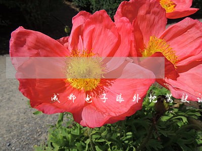 成都电子眼外地驾驶证违法处理吗 成都电子眼外地驾驶证违法处理吗