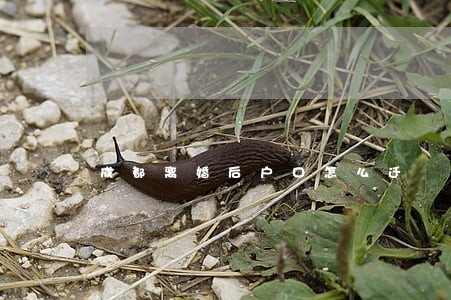 成都离婚后户口怎么迁