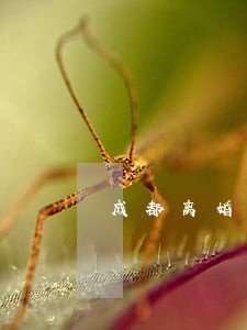 成都离婚律师哪家强 成都离婚律师哪家强