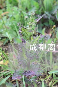 成都离婚律师大全 成都离婚律师大全
