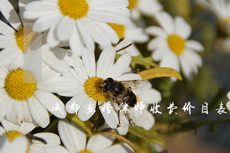 成都离婚律师收费价目表 成都离婚律师收费价目表