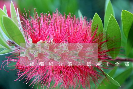成都积分落户信用卡全部逾期 成都积分落户信用卡全部逾期