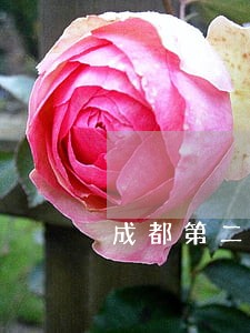 成都第二批曝光违法车辆