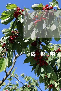 成都网上申请离婚网址