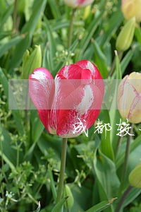 成都较好的结婚纠纷律师 成都较好的结婚纠纷律师