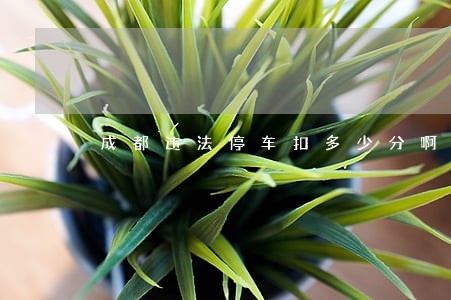 成都违法停车扣多少分啊