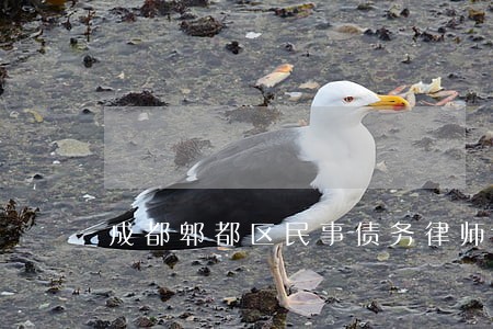 成都郫都区民事债务律师 成都郫都区民事债务律师