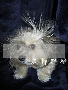 成都郫都区离婚律师 成都郫都区离婚律师