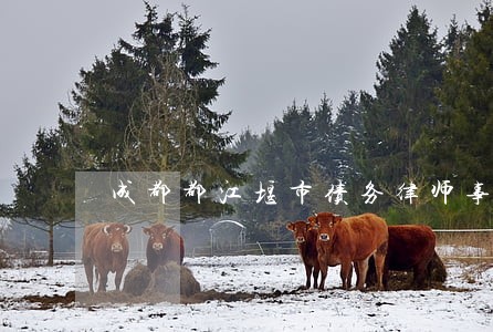 成都都江堰市债务律师事务所 成都都江堰市债务律师事务所
