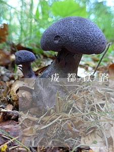 成都铁路运输法院是干什么的