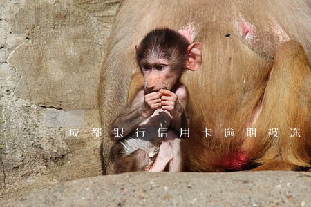 成都银行信用卡逾期被冻结 成都银行信用卡逾期被冻结