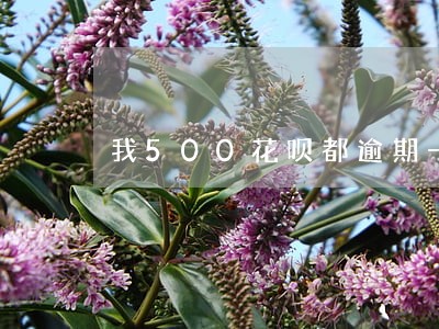 我500花呗都逾期一个月 我500花呗都逾期一个月