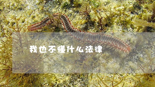 我也不懂什么法律 我也不懂什么法律