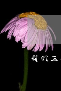 我们正在离婚诉讼 我们正在离婚诉讼
