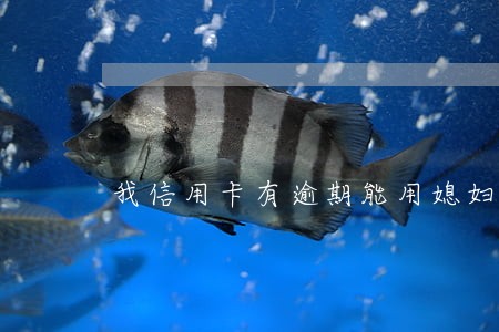 我信用卡有逾期能用媳妇来办 我信用卡有逾期能用媳妇来办
