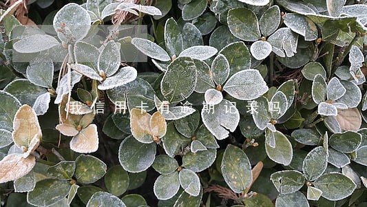 我信用卡有逾期记录吗 我信用卡有逾期记录吗