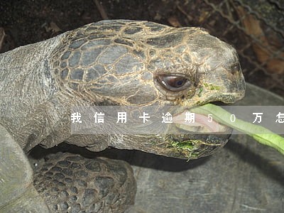 我信用卡逾期50万怎么办 我信用卡逾期50万怎么办