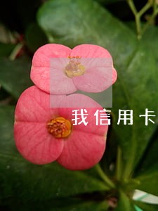 我信用卡逾期不10000