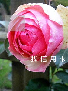 我信用卡逾期记录有4次