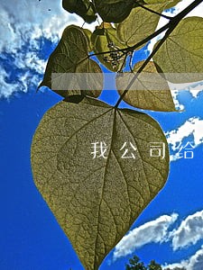 我公司给法院封了欠一个月工资
