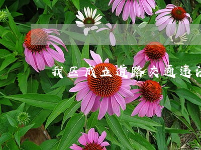 我区成立道路交通违法处理中心 我区成立道路交通违法处理中心