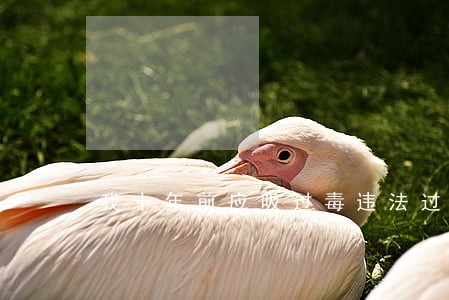 我十年前应吸过毒违法过 我十年前应吸过毒违法过