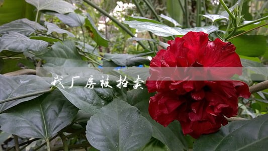 我厂房被拍卖 我厂房被拍卖