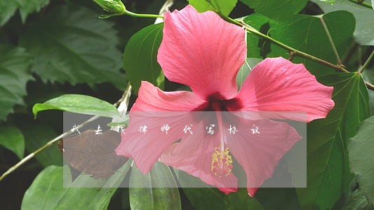 我去找律师代写协议