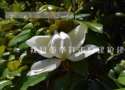 我县重拳打击偷建抢建违法行为 我县重拳打击偷建抢建违法行为