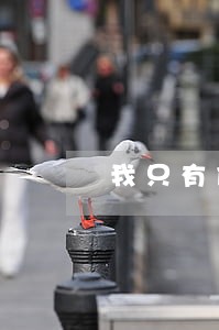 我只有做鉴定 我只有做鉴定