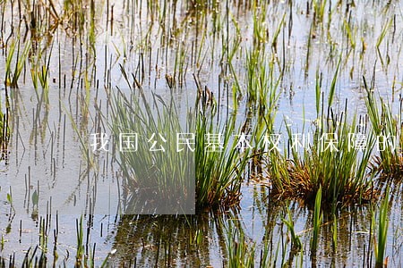 我国公民基本权利保障的立法完善 我国公民基本权利保障的立法完善