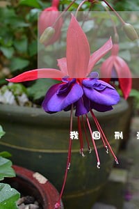 我国刑法中的因果关系问题探讨 我国刑法中的因果关系问题探讨