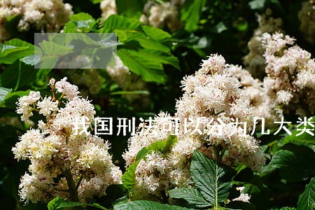 我国刑法可以分为几大类