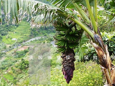 我国创业投资保险立法问题研究 我国创业投资保险立法问题研究