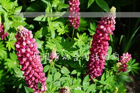 我国劳动合同法的问题 我国劳动合同法的问题