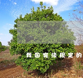 我国宪法规定的公民在 我国宪法规定的公民在
