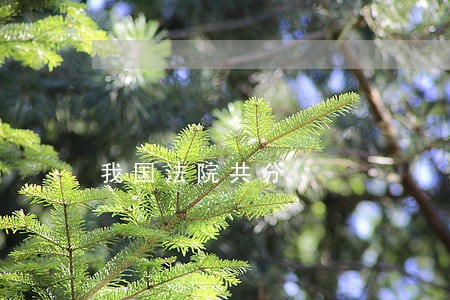 我国法院共分 我国法院共分