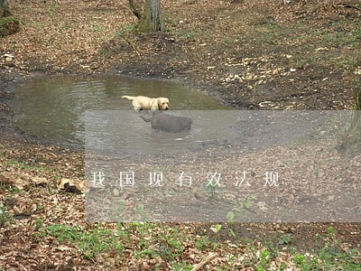 我国现有效法规 我国现有效法规