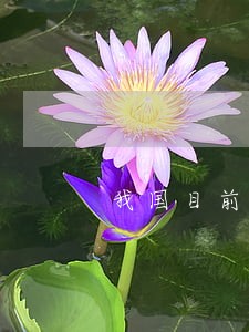 我国目前艾滋病的法律法规 我国目前艾滋病的法律法规