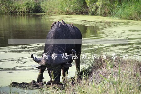 我国票据法规定支票的付款人只能是 我国票据法规定支票的付款人只能是