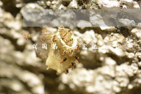 我国第一部宪法又叫