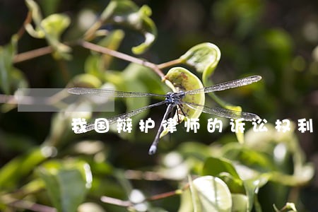 我国辩护律师的诉讼权利 我国辩护律师的诉讼权利