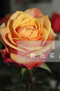 我在买房子之前就违法建筑 我在买房子之前就违法建筑