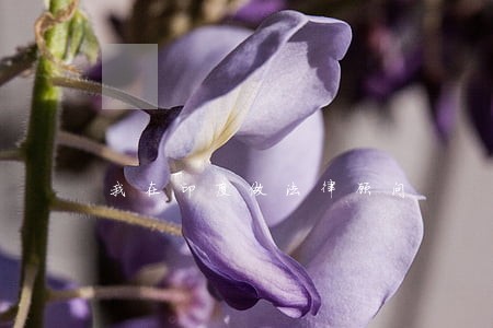 我在印度做法律顾问