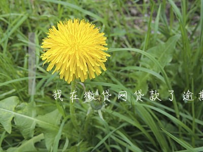 我在微贷网贷款了逾期怎么办 我在微贷网贷款了逾期怎么办