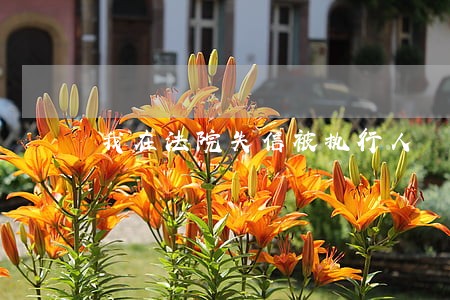 我在法院失信被执行人 我在法院失信被执行人