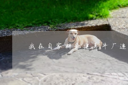 我在自家耕地建养牛厂违法吗 我在自家耕地建养牛厂违法吗