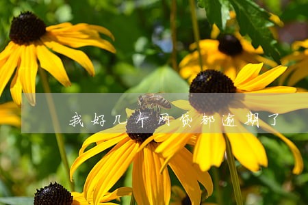 我好几个网贷都逾期了 我好几个网贷都逾期了